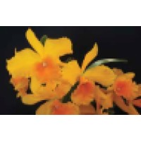 Southern Ontario Orchid Society