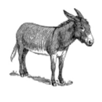 The Donkeys' Tribune