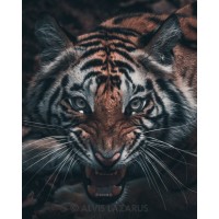 Wild Photography by Alvis Lazarus logo - Similar company to Knowesis - The Literary & Photography Club, Nmims Bengaluru
