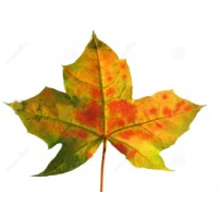 Maple Tech Systems, Inc logo - Similar company to Maple Ai Systems Inc.