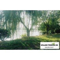 Willow Trading SA logo - Similar company to J. K. Burns Publishing