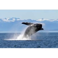 Sound Energy Investments logo - Similar company to Elite Construction Partners