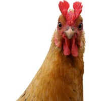 Poeliersbedrijf van Hemert logo - Similar company to Van Hemert -Brakel