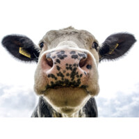 Bovine Wrestling Emporium logo - Similar company to The Bovine Classic