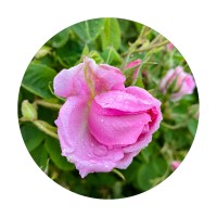 VIGALEX Ltd. logo - Similar company to Belgian National Cadet Class Association (Bncca)