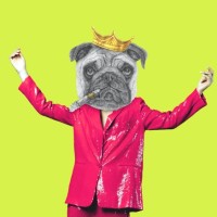 pugnacious logo - Similar company to Tech Allies