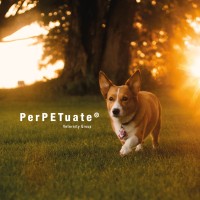 PerPETuate Portugal logo - Similar company to Vetsdigital Pt