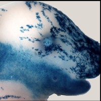 Physiologie Moléculaire et Adaptation (PhyMA) - UMR 7221 MNHN - CNRS logo - Similar company to International Thyroid Congress 2025