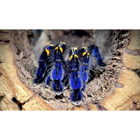 Zisa-Spiders logo - Similar company to Equit.