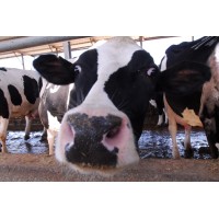 Farming In Israel logo - Similar company to Argos (Agri Projects) Ltd.