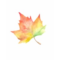 East Maple Consulting logo - Similar company to Dean For America