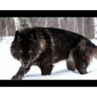 Wolfteam Ltd. logo - Similar company to Ymir