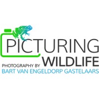 Picturing Wildlife