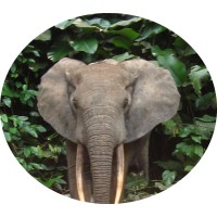 A Voice For Animals / Human-Wildlife Coexistence logo - Similar company to Coexistence Consortium