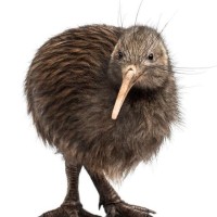 Kiwi Internet Services