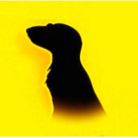 Meerkat Studios logo - Similar company to Une Empreinte Pas À Pas
