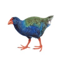 Takahē Capital® logo - Similar company to Xomnia