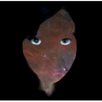 Animanoir logo - Similar company to Canika Studio