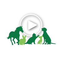 Onlinepethealth logo - Similar company to Ipswich Veterinary Centre