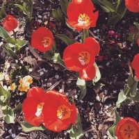 Jenovelle Company logo - Similar company to Pantherdev