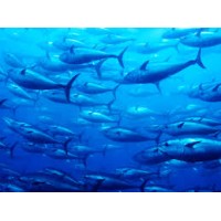 Open Ocean Exchange logo - Similar company to Byomax