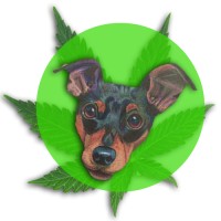 Sausha's Farms logo - Similar company to Cannabis Business Association Of Virginia (Cannabizva)