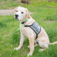 Putnam Service Dogs logo - Similar company to Bellevue Schools Foundation