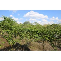 Chinola Plantation logo - Similar company to Passion Fruit Solutions