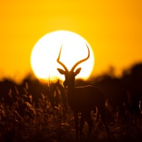 Sundowner Photo Tours logo - Similar company to Project Pressure