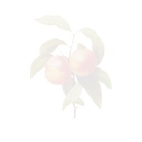 The Peachy Company logo - Similar company to Pins 4 Profit