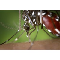 The Global Vector Hub logo - Similar company to Pamca Pan-African Mosquito Control Association