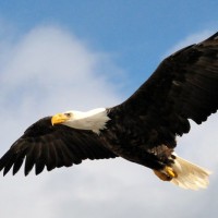 The West River Eagle/Waŋblí Waŋ Wakpá WiyóȞPeyataŋhaŋ