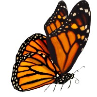 Monarch Marketing & Sales logo - Similar company to Phillip Davidson