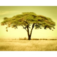 Acacia Advisory
