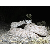 Zoo Herpetology Association logo - Similar company to Tropical Herping