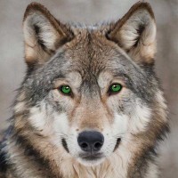 The Wolf Pack Mentors logo - Similar company to The Wolf Pack Group