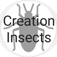 Creation Insects