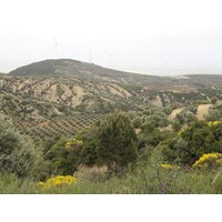 Hatay Olives&OliveOil logo - Similar company to Solena Olives