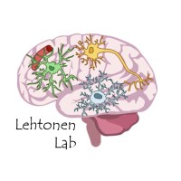 Human Brain Disease Modelling (Lehtonen Lab) logo - Similar company to Novel Msca Postdoctoral Programme