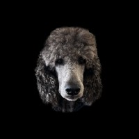 Studio Karl & Moa logo - Similar company to Skyltkraft