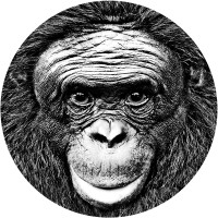 Ape Initiative logo - Similar company to Endangered Primate Foundation