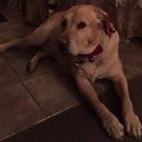 Antique Revival logo - Similar company to Manhattan Comfort