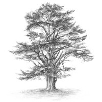 Cedrus Fund logo - Similar company to Red Chalk Group