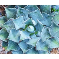 Southern Arizona Xeriscapes LLC logo - Similar company to Xeriscapes