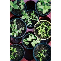 Green Plant Yard logo - Similar company to Gardening Tips Info