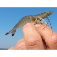 Lachance Aquaculture Health & Nutrition logo - Similar company to Adisseo Espana, S.A.