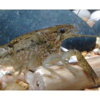 WildestFacts.com