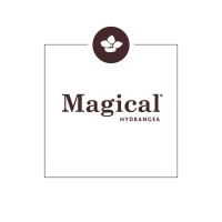 Magical Hydrangea logo - Similar company to Bloey