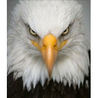 America Consulting Corporation logo - Similar company to Dev Info-Tech North America Limited