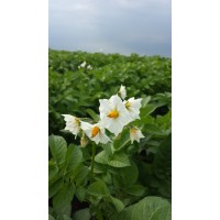 Kuipers Potato